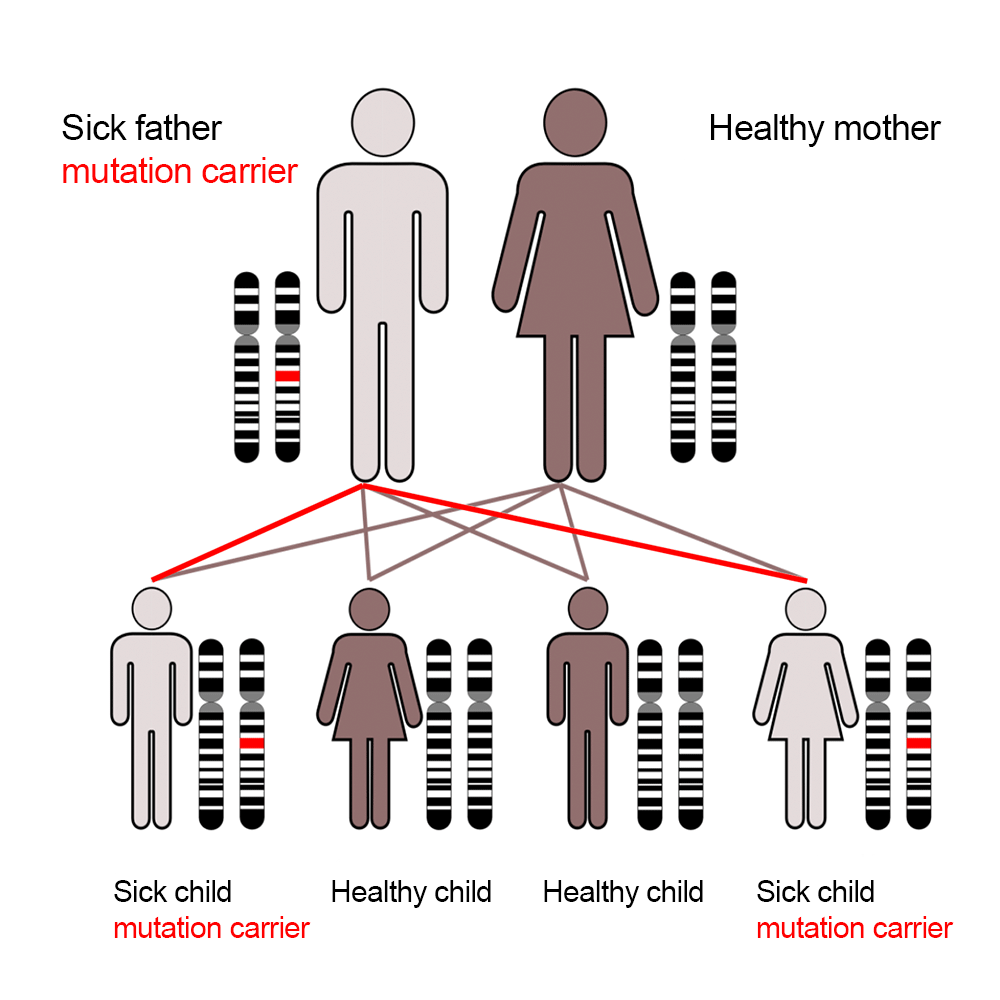 Autosomal dominant inheritance (cross diagram)