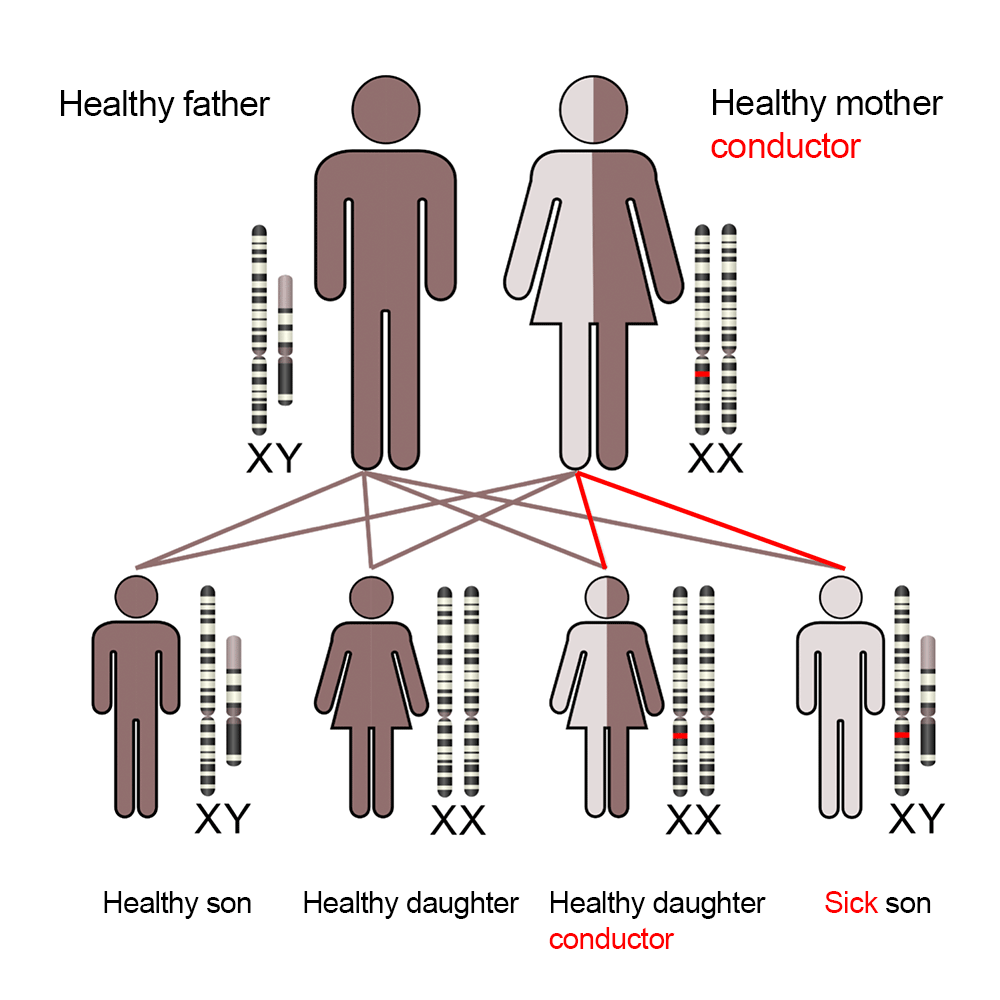 X-linked inheritance (cross diagram)