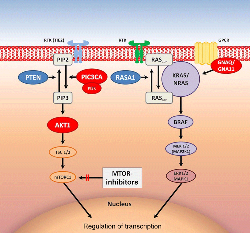 Schematic representation of signaling pathways and genes