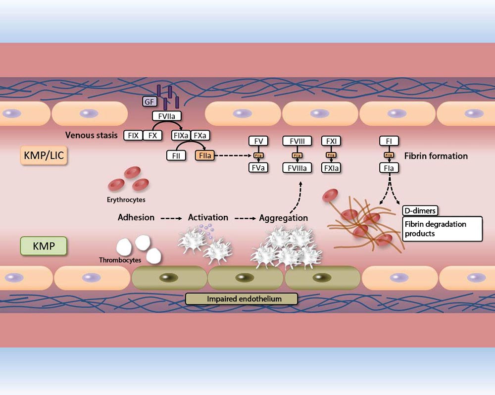 Schematic representation of activation of coagulation cascades