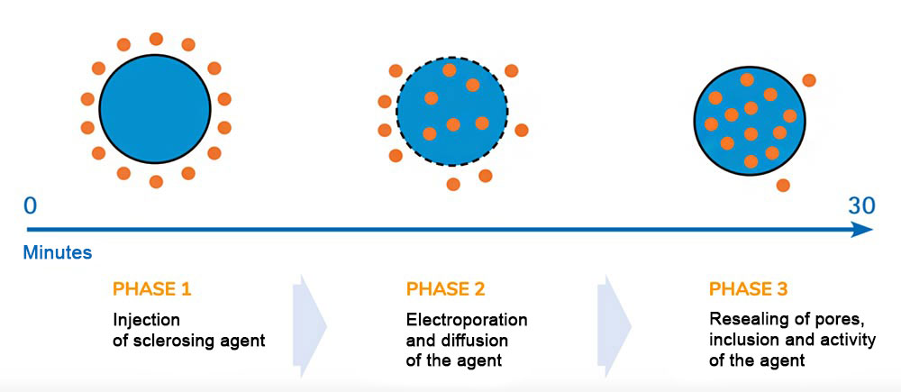 three phases of action of reversible electroporation
