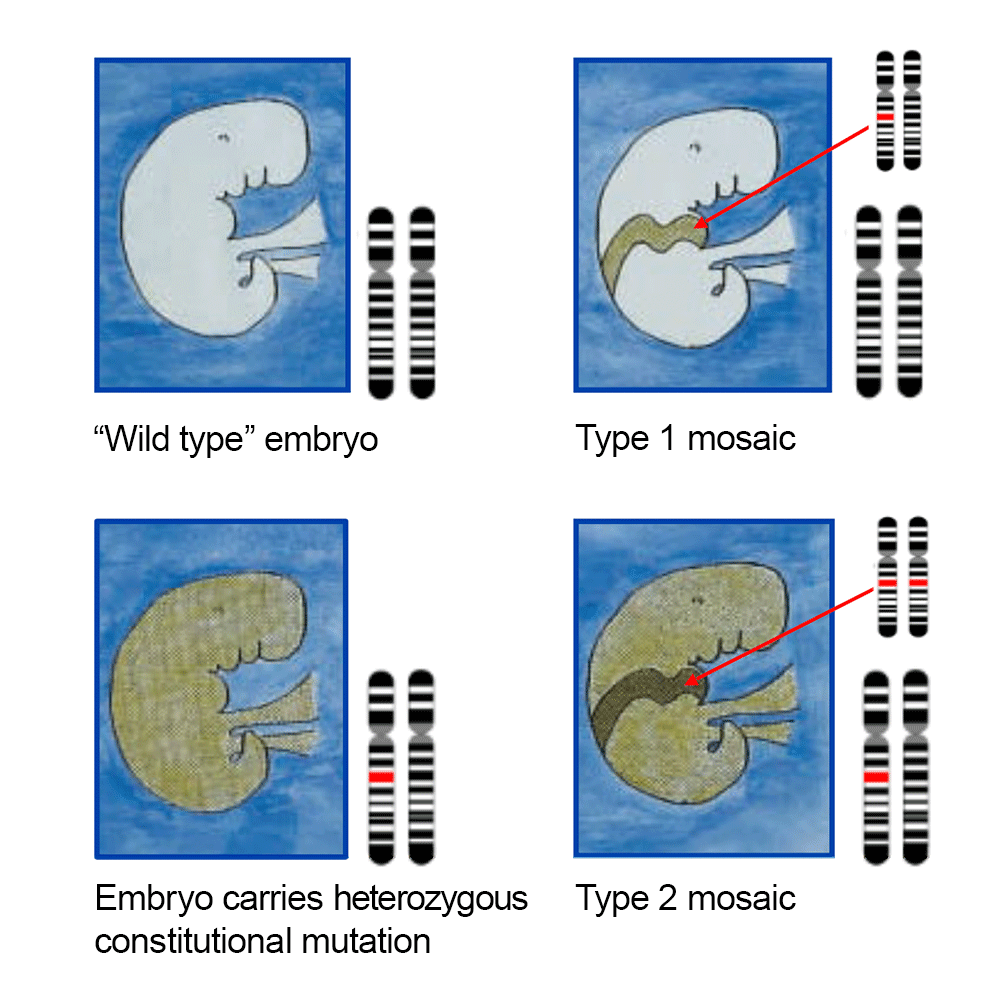 Mutationen