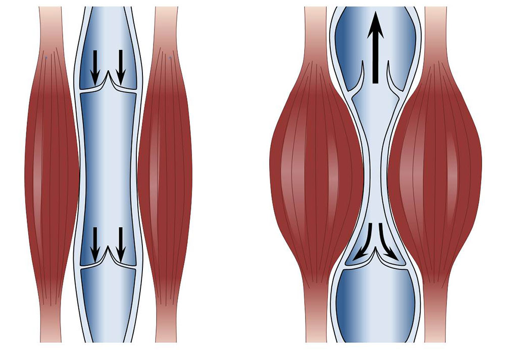 Figure: muscles